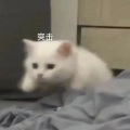 涂语 - 江湖写照