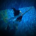 Abbeyrose - Adagio in F Minor/Conatus/Obruere