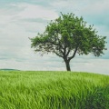 The Lonely Tree、Mikel König - The Lonely Tree Longer