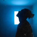Metin、Xavs、Louis - Hitta tillbaka