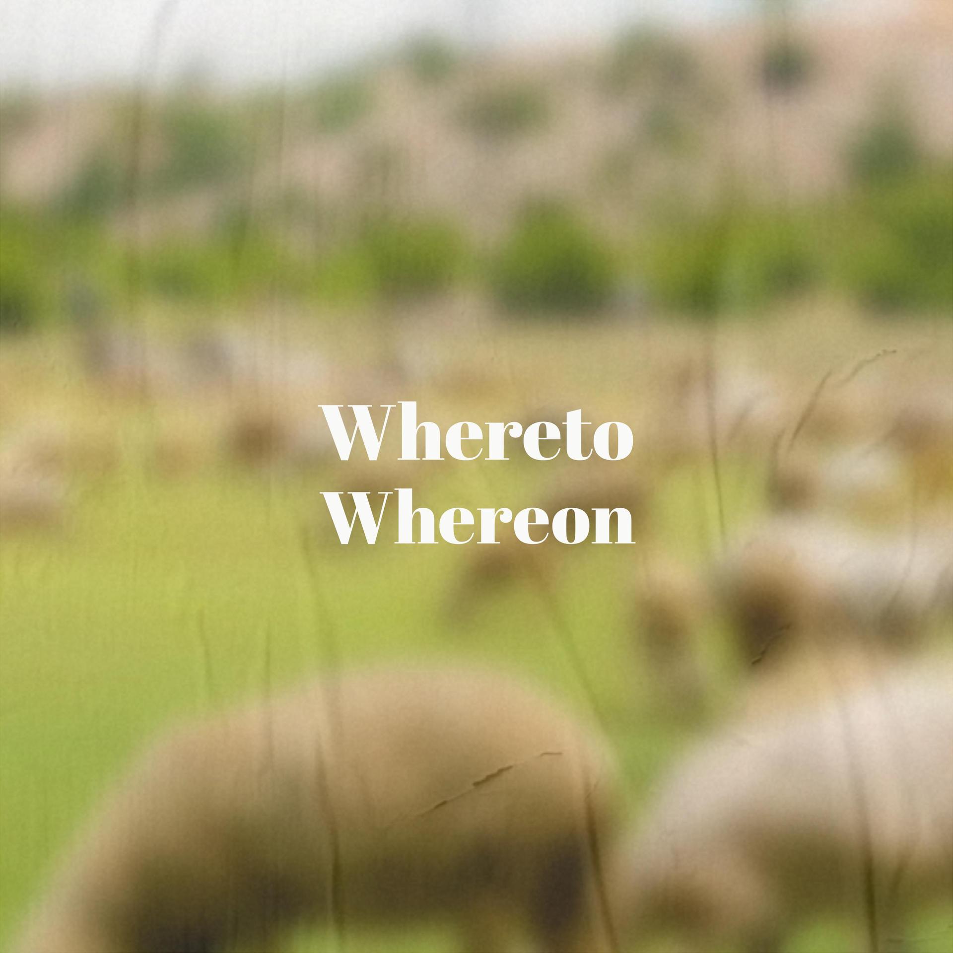 Dida Boel - Whereto Whereon