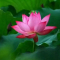 修清净心 - 观世音灵感歌