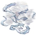 张仕泗 - 樱花草