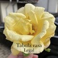 Tabula Rasa - Legal