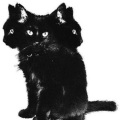 pyrosrevenge、kuromi - backroom (Explicit)