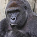 George Miller、Filthy Frank & Friends - A TRUE FRIEND - RIP HARAMBE
