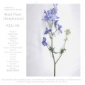 A23LAB. - Dawn of Asia