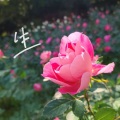 綾瀬 修 - 今日も生きていてえらい!
