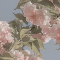 孟昆 - 端午节