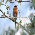 Sonidos De Aves - Sonidos de Aves 10