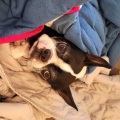 Good Dog