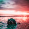 F R A C T U R E、Xev - some things are better left unsaid (feat. Xev)