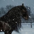 Seekae - Snow