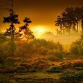 Rainforest Pianos、LoFi Butterfly、Chillout Amazon Pianos - Human again