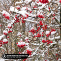 Michelle Ray、FOUND.、Guitar Mage - Rockin' Around the Christmas Tree (Acoustic)