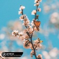 Michael Swank、Player Two、Pop Mage - Butterflies (Acoustic)