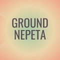 Antonin Masr - Ground Nepeta