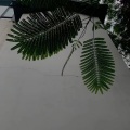 全少 - 倾城