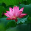 修清净心 - 观音菩萨如秋月