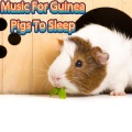 Guinea Pig Sleeping