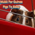 ASMR Guinea Pigs