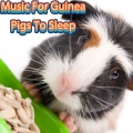 Calm Guinea Pig