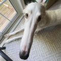 Bella DJ - Long Nosed Dog Tik Tok Sound (Slow Version)(Remix)