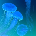 宝宝催眠曲 安静睡觉 婴儿哄睡入眠曲