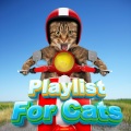 Playlist For Cats、Calm Music Playlist For Cats、Playlist For Kittens - Kitten Music Therapy