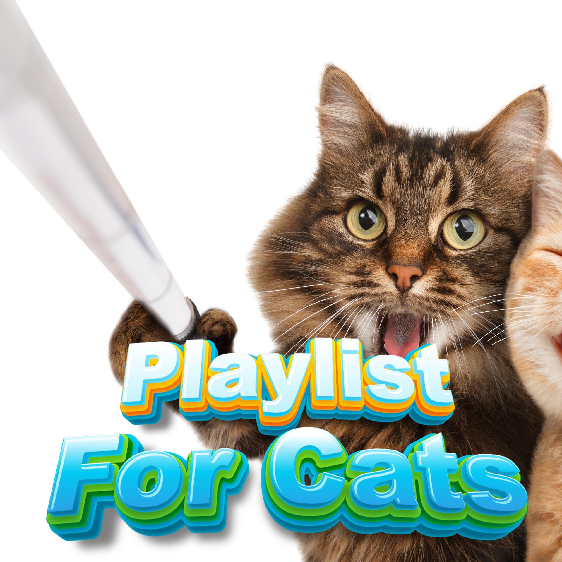 Playlist For Cats、Calm Music Playlist For Cats、Playlist For Kittens - Anxiety Lullaby For Kitten
