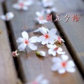 陌迟 - 相思无解