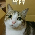 祝贺 - 【剑网·3】咩花·昔墨成珏