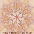 Falling Is the Essence of a Flower