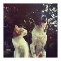 Calm Music for Cats、Cat Music Experience、Music for Cats TA - The 14th Tryout