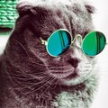 300 cai putere (Explicit)