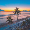 Palm Tree 432 Hz