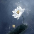 白黎 - 非鱼