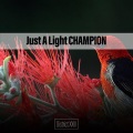 Just A Light CHAMPION District XXIII
