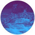 Abilenes - obscurité en été