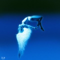 Jazz Cartier、Rossy - KARMA