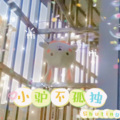 超淑婷 - The Show