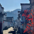 紫蔷薇 - 红尘有缘
