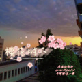 ROMAN - 樱花树下