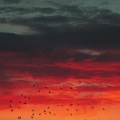 Palina、Алла Пугачёва - Позови меня