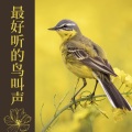 KANJIAN疗愈_静心助眠 - 日本鸟