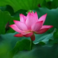 修清净心 - 佛灯