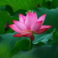 修清净心 - 赞佛歌