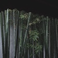 胡伟立 - 琴箫合奏曲-射雕