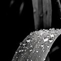 Meril storm、Janine Marcell、Bo Thelin - Lost
