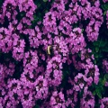 DJ在线、Arno Benjamin - 世界第一等2009